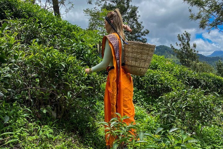 tea plucking experience